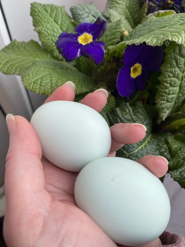 Preview of the first image of Pure Cream Legbar Hatching Eggs.