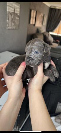 Image 16 of Amazing high quality Cane Corso Puppies