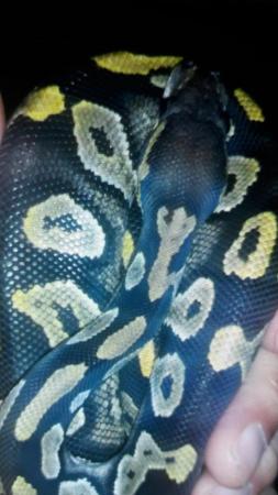 Image 8 of Black head royal python 50% possible het Orange ghost