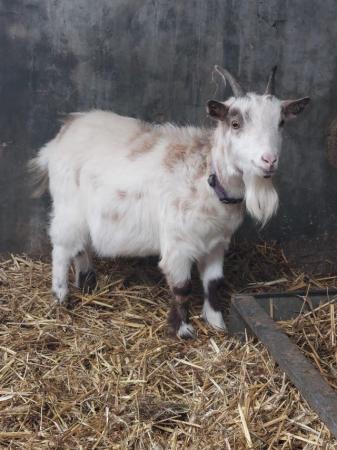 Image 3 of Young Castrated male Pygmy goat