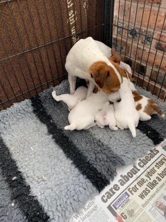 Image 4 of Traditional jack Russel terrier puppies