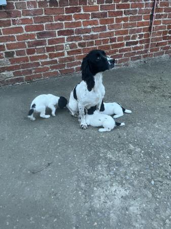 Image 2 of Working Springer Spaniel Puppies for sale