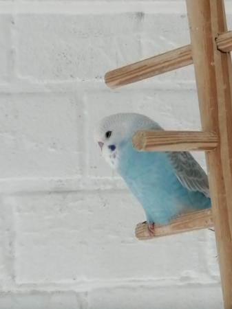 Image 14 of BABY BUDGIES for sale male and female from £20each