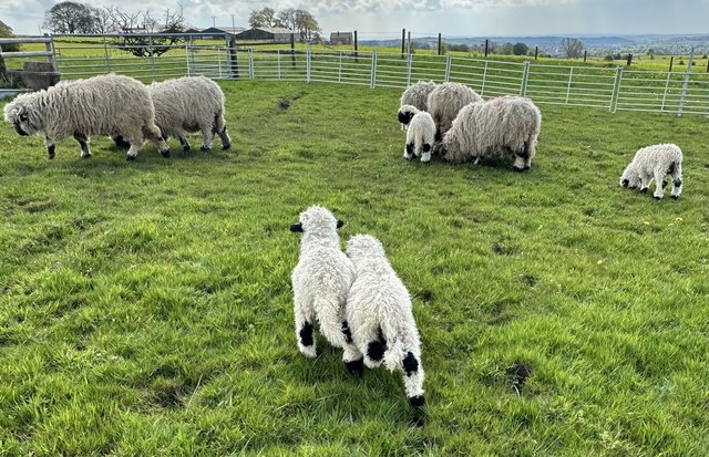 Preview of the first image of Valais Blacknose tup lambs.