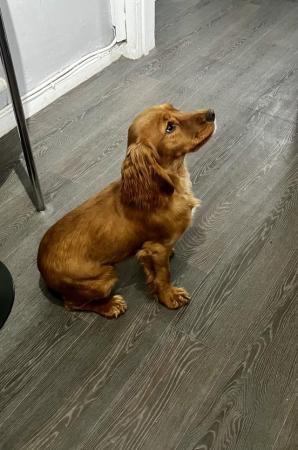 Image 2 of 9 Months old Working type Cocker Spaniel