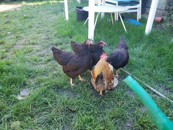 Image 3 of Bantam roosters, black araucana bantam