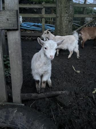 Image 3 of Pygmy goats for sale W Yorks