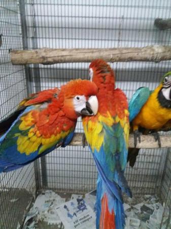 Image 3 of Supertame hand-reared baby Blue & Gold Macaws