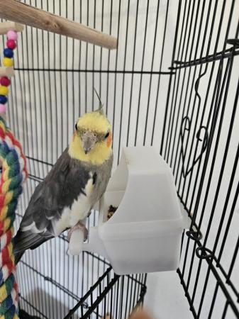 Image 4 of 12 month old male cockatiel with cage £140.00 ovno
