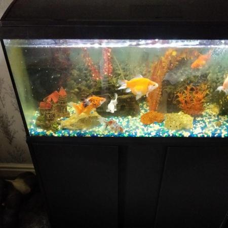 Image 5 of 6 month old fish tank for sale