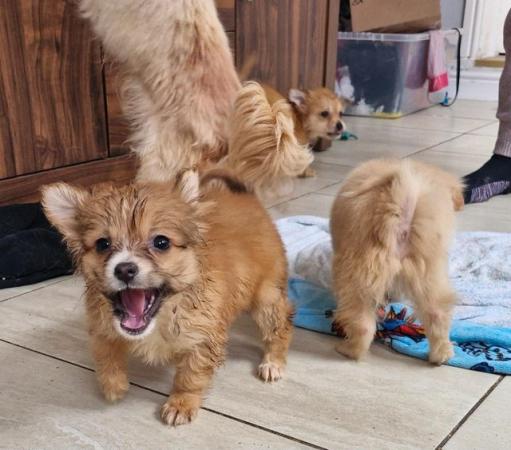 Image 22 of 2x Male Pomchi Puppies for Sale!