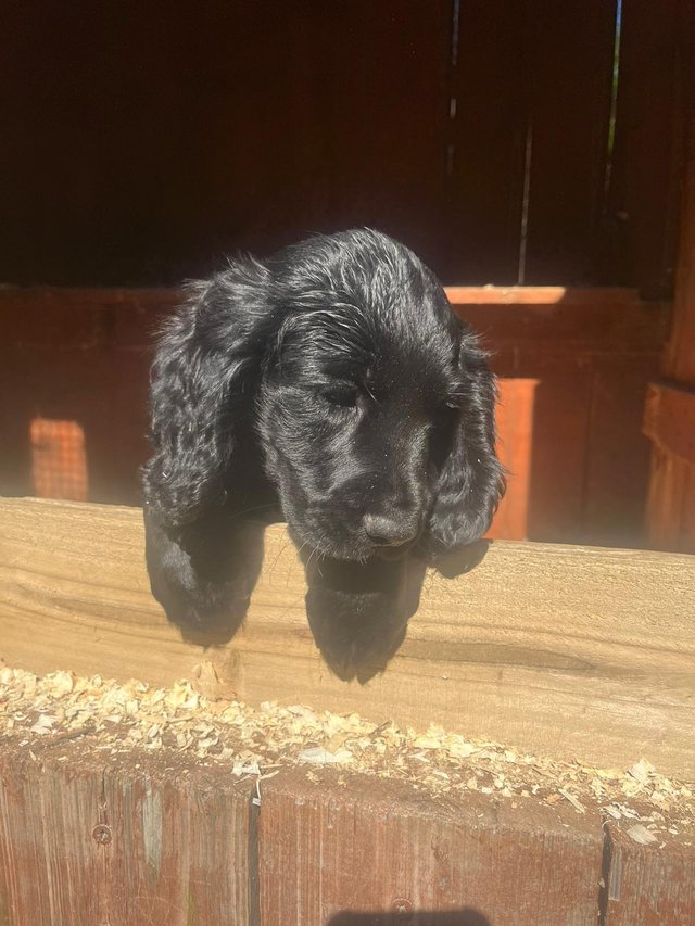 Preview of the first image of Last Beautiful Cocker dog pup.