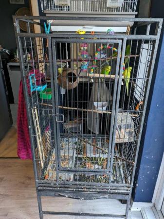 Image 3 of Beautiful Budgies and cages for sale