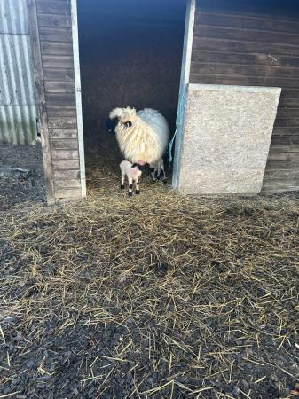 Image 1 of Valais Blacknose wether lamb