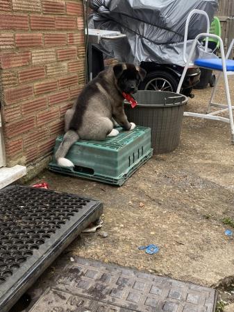 Image 10 of ONLY 3 GIRLS LEFT READY TO GO Chunky American Akita Puppies