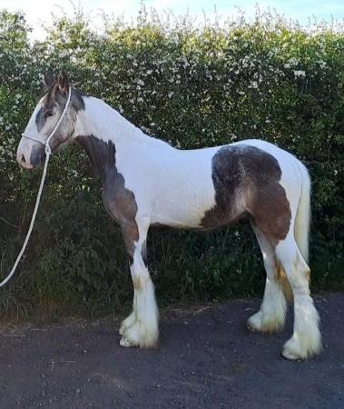 Image 2 of Dun and White Cob Yearling GELDING to make 15 hands plus