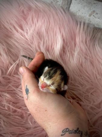 Image 4 of Beatifully Marked Tabby Kittens