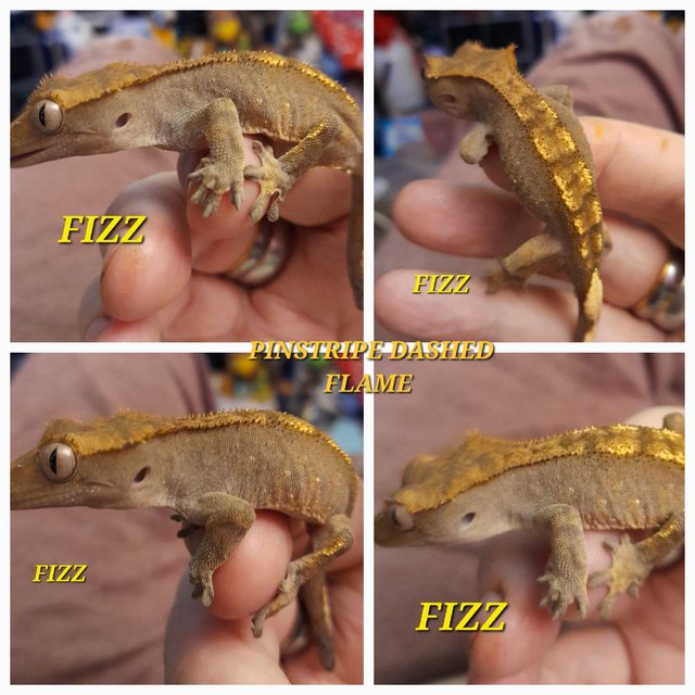 Preview of the first image of Dash pin flame crested gecko.