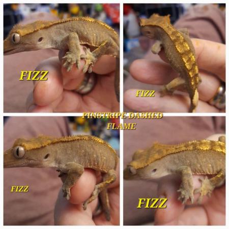 Image 1 of Dash pin flame crested gecko