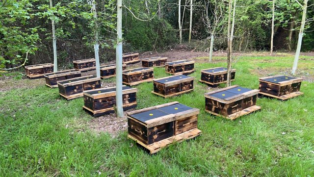 Image 4 of Overwintered Bee Nucs on five frames