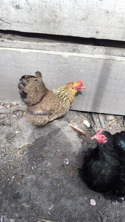 Image 2 of Mixture of bantam and Rhode Island Red chicks