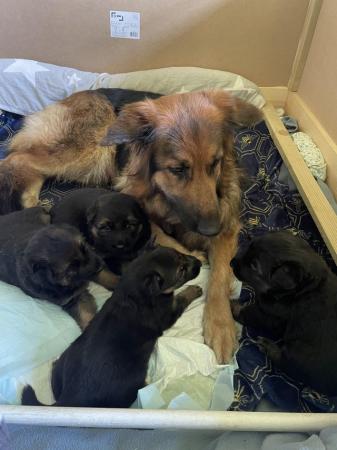 Image 7 of 4 gorgeous chunky medium coated puppies