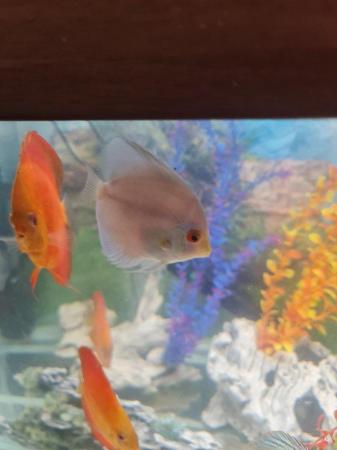 Image 3 of Breeding Pair of Yellow ghost Discus
