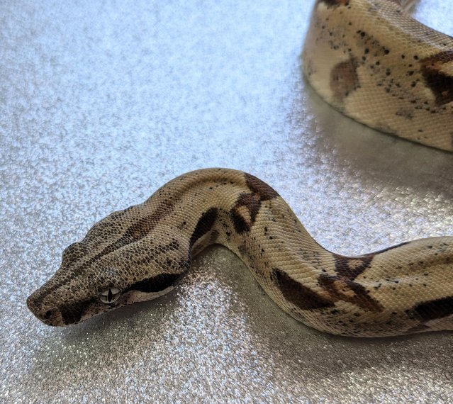 Preview of the first image of Hypo Boa Constrictor het Albino Kahl Male CB 2023.