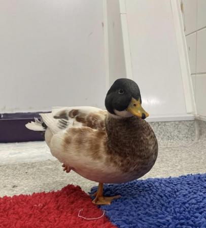 Image 1 of 1 year old male call duck