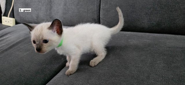 Image 18 of 5 Male Siamese kittens for sale - 2 LEFT - RED and GREEN