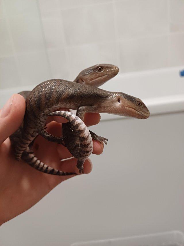 Preview of the first image of Northern blue tongue skinks.