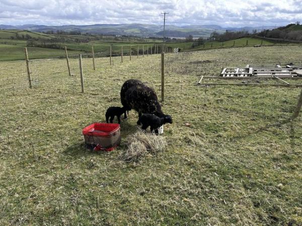 Image 3 of Pedigree Black Welsh Mountain Ewes with lambs at foot