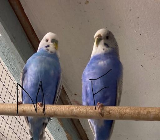 Image 2 of Budgies for sale, this years young