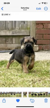 Image 9 of KC registered Border Terrier puppies