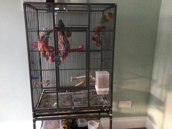 Image 1 of Pair of bonded lovebirds for sale