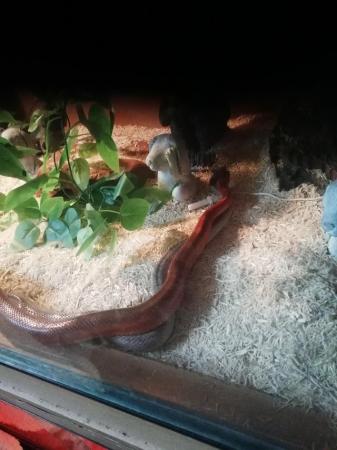 Image 2 of Pied bloodred  corn snake for sale