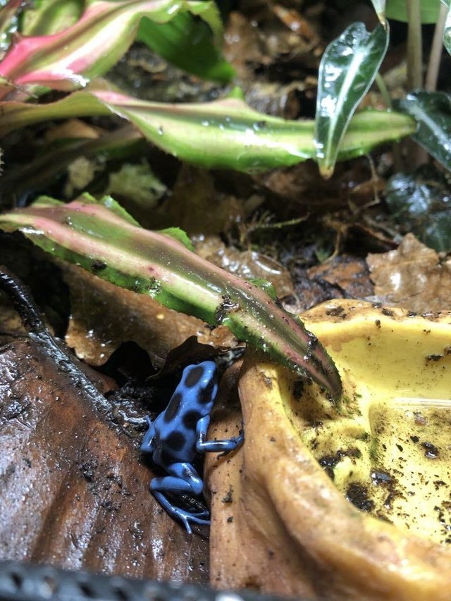 Preview of the first image of Dendrobates Auratus Super Blue Dart Frog At Urban Exotics.