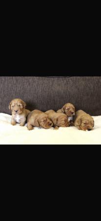 Image 2 of FTCH sired red cocker spaniel puppies