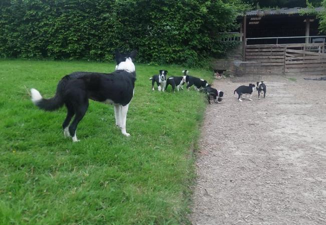 Image 1 of **READY NOW** Working Farm Border Collie Puppies for Sale