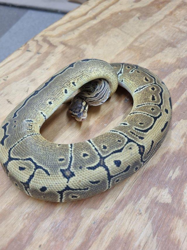 Preview of the first image of Pinstripe Royal / Ball Python.