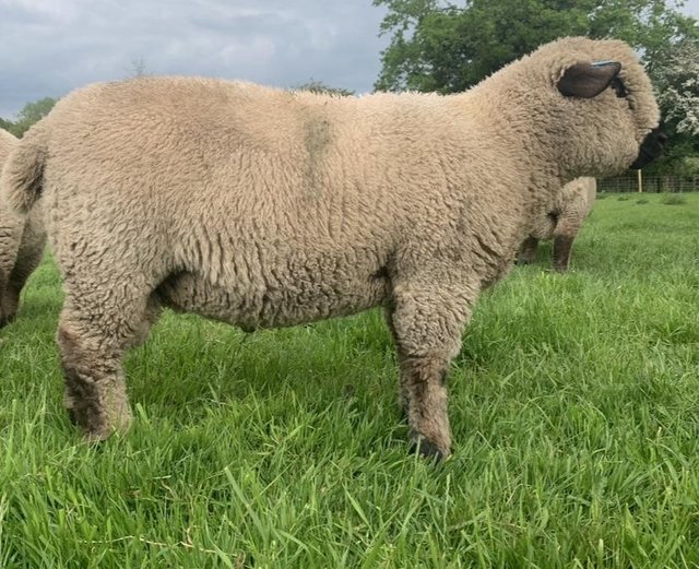 Preview of the first image of Pedigree Hampshire down ewe lambs.