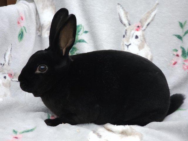 Preview of the first image of 4 Month old Black self mini rex buck.