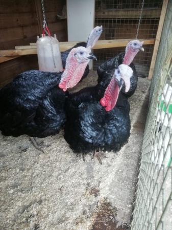 Image 1 of Norfolk Black Turkey hatching eggs