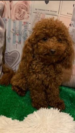 Image 16 of Extensively Health Tested Deep Red Toy Poodle Stud