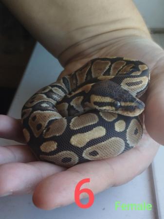 Image 3 of 7 Baby bull pythons for sale