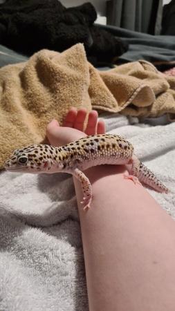 Image 4 of 2 year old male Leopard Gecko