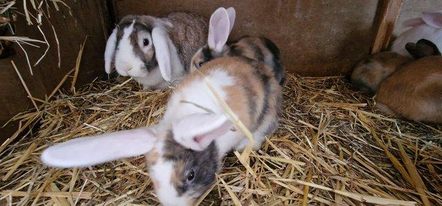 Image 3 of Lop cross giant continental rabbits
