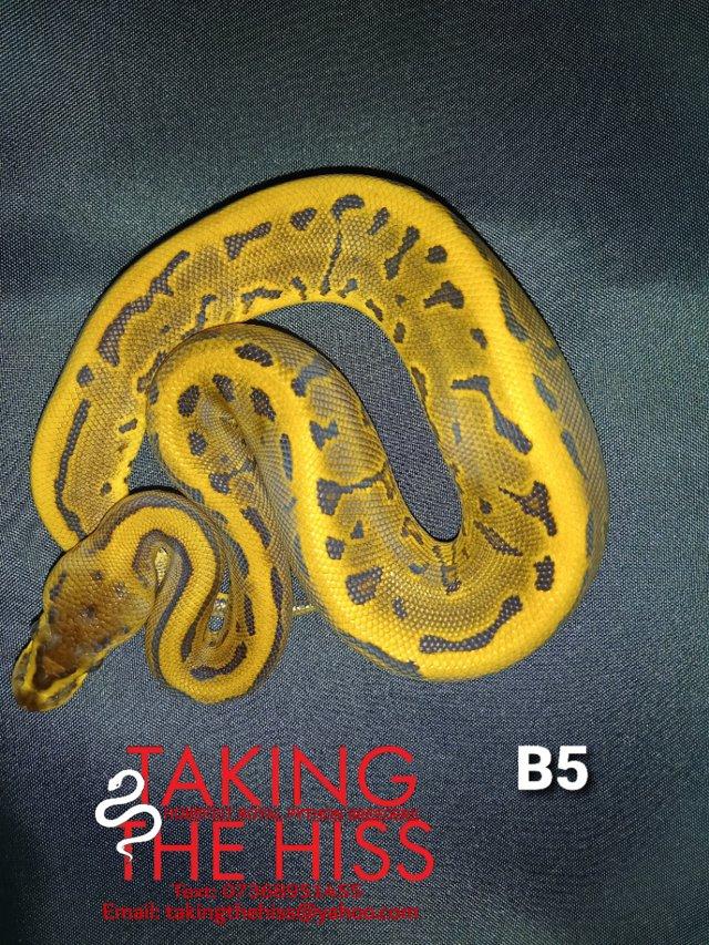 Preview of the first image of Royal python 2021 female (Enchi Leopard Pinstripe).