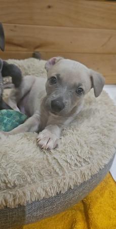 Image 2 of READY TO LEAVE Blue Kc registered whippet pups