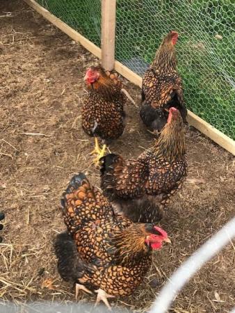 Image 3 of Gold Laced Wyandotte Large fowl Hatching eggs